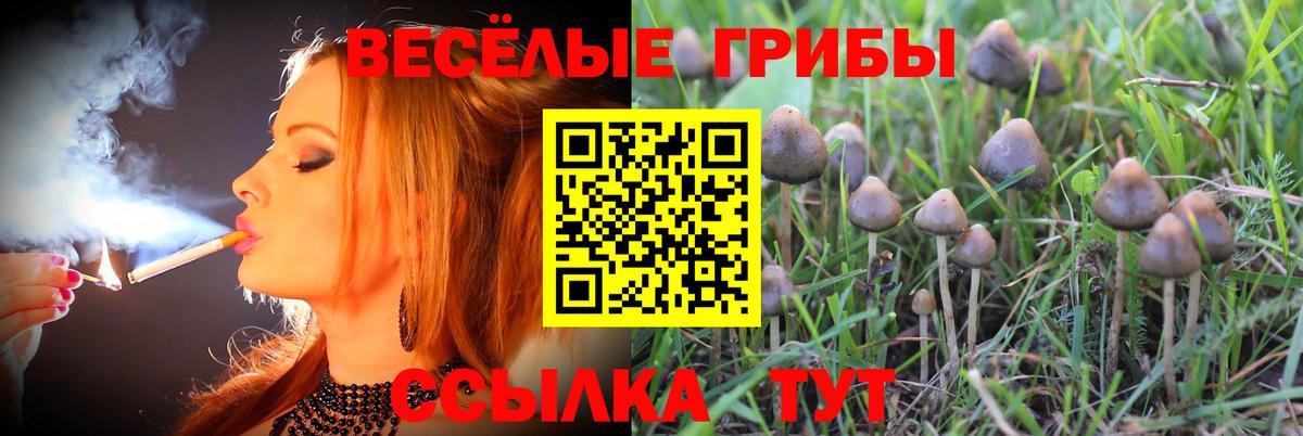 Псилоцибиновые грибы Psilocybe Качканар